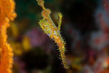Ornate Ghost Pipefish at Richelieu Rock, Thailand