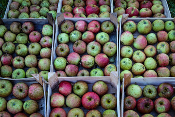 Lots of wooden crates that are full of homegrown apples in the fall. Picked apples after harvest stacked in a wooden crate. A small market with homegrown apples in the countryside.