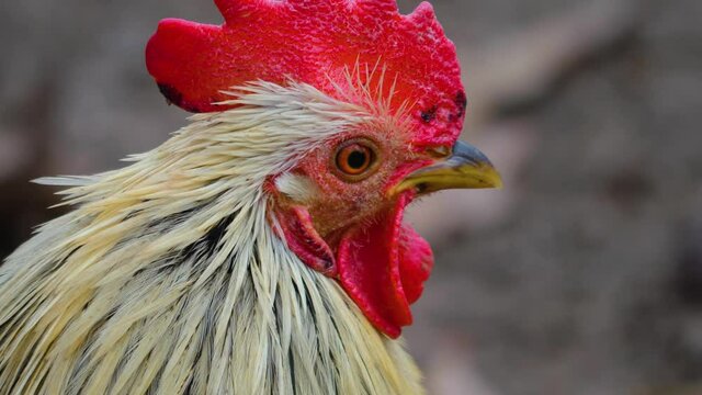 Close up of male chicken rooster head