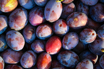 Ripe plums. Close up of fresh plums, top view. Macro photo food fruit plums. Texture background of fresh blue plums. Image fruit product. D'Agen French prune plum.
