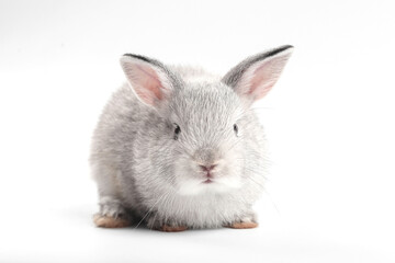 Obraz premium Young adorable bunny sits on white background. Cute baby rabbit for Easter and new born celebretion. 1 month pet
