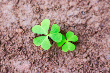 little plants is growing from a rough soil.