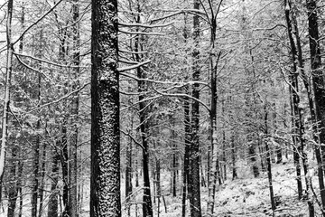 Wald Winter Schnee Bäume Buchen Kontrast schwarz weiß Fagus Stämme Rinde Äste Graustufen  Hang Baum Buche Zweig Flocken Jahreszeit Frost frosted Sauerland Deutschland Landschaft Hintergrund