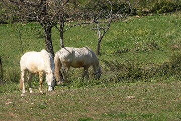 horses on a meadow