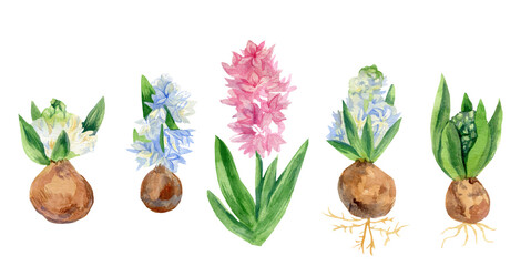 Watercolor set of hyacinths in pink,blue,white.Collection of botanical illustrations of bulbous plants.Spring flowers on white isolated background hand painted.Designs for cards,prints,weddings.