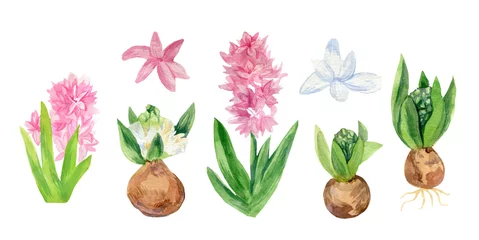 Glasschilderij Hyacint Aquarel set hyacinten in roze en wit. Collectie van botanische illustraties van bolgewassen. Lentebloemen op witte geïsoleerde achtergrond hand geschilderd. Ontwerpen voor kaarten, sociale media, bruiloften.