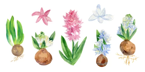 Behang Hyacint Aquarel set hyacinten in roze en wit. Collectie van botanische illustraties van bolgewassen. Lentebloemen op witte geïsoleerde achtergrond hand geschilderd. Ontwerpen voor kaarten, sociale media, bruiloften.