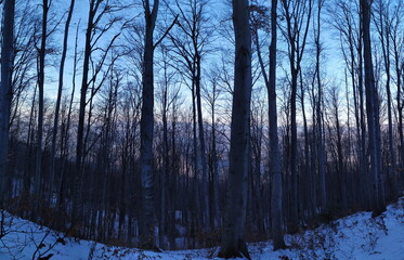Panorama of trees in the forest in winter when the trees are free of leaves.
