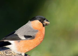 Bullfinch