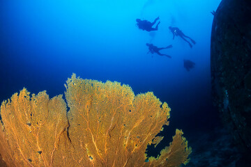 Fototapeta na wymiar SCUBA divers next to a large underwater shipwreck and seafan