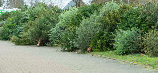 Tannenbaumentsorgung nach dem Weihnachtsfest