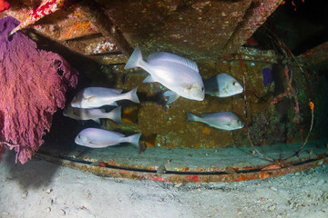 Schools of fish around an old, large underwater shipwreck on a coral reef