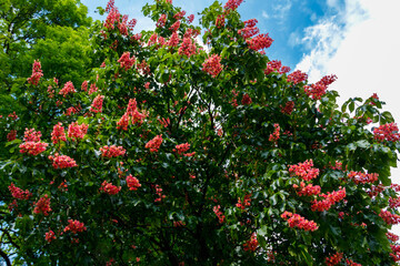 Fototapeta na wymiar Blooming red horse-chestnut (Aesculus × carnea) at spring