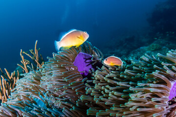 Naklejka na ściany i meble Family of Skunk Clownfish in their home anemone on a coral reef