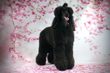 poodle studio cherry tee