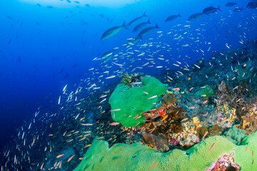 Fototapeta na wymiar Tropical fish and healthy corals on a coral reef in the Andaman Sea