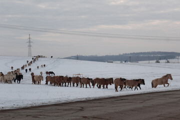 Batch of horses running across the road. Selective and soft focus. Winter landscape with horses and mountains.