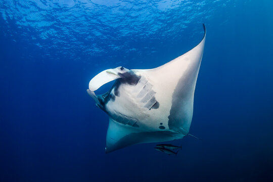 Huge Oceanic Manta Ray (Manta birostris) in a blue tropical ocean (Andaman Sea)