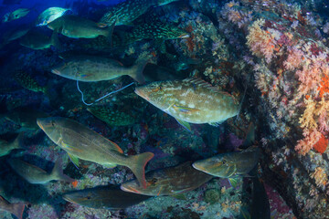 Naklejka na ściany i meble Long Nose Emperor and Trevally hunting in packs on a dark coral reef