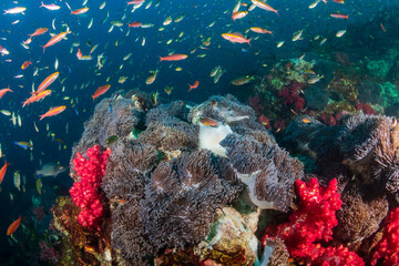 Fototapety na wymiar - Fototapeta24.pl