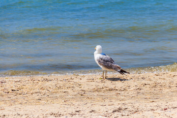 Seagull on a sandy beach of the Black sea