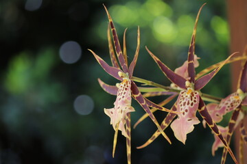 Orquídea Marrom com Amarela