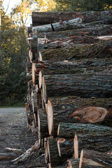 Rows of piled of wooden logs in the forest, waiting to be processed