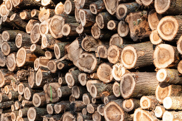 Wood texture or wood background, tree stumps.