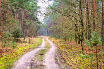 Naklejka premium A typical forest in central Poland.