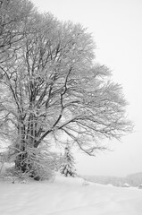 tree under snow - 403282100