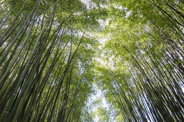 bamboo forest - 403282119