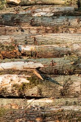 Wood texture or wood background, tree stumps.