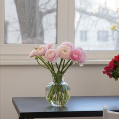 Pink Persian buttercups in the round glass vase is on the black table