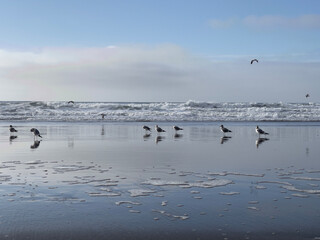 Seagulls by the  Ocean