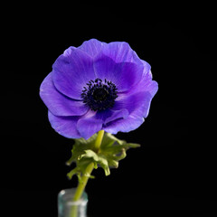 Obraz premium One blue anemone in a glass beaker on a black background. Square frame.