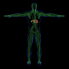 Obraz premium Liver 3D Illustration Human Digestive System Anatomy