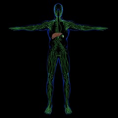 Liver 3D Illustration Human Digestive System Anatomy