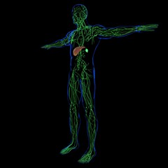 Liver 3D Illustration Human Digestive System Anatomy