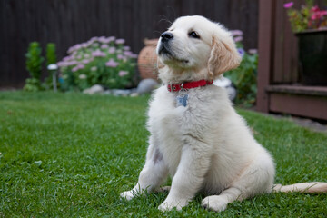 Female Golden Retriever puppy on her first day at home.