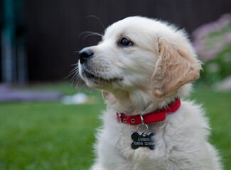 Female Golden Retriever puppy on her first day at home.
