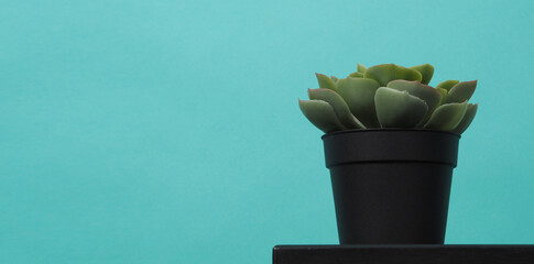 Artificial cactus plants or plastic or fake tree on desk with blue and green or Tiffany Blue...