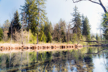Unberührte Natur. Ufer mit Schilfgras an einem Teich im Wald. Wasser, Wald, Landschaft, See, Fluss, Naturparadies. Naturschutzgebiet im Kanton Bern, Schweiz