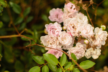 Fleur 5