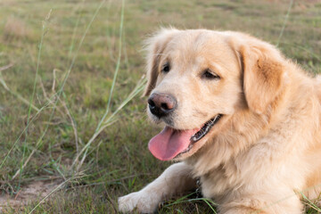 Closeup portrait of Golden retriever dog lying on the lawn