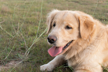 Closeup portrait of Golden retriever dog lying on the lawn