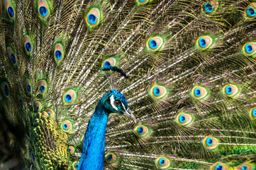 Fototapeta na wymiar Male peacock bird, Pavo cristatus, squarking with full display tail feathers