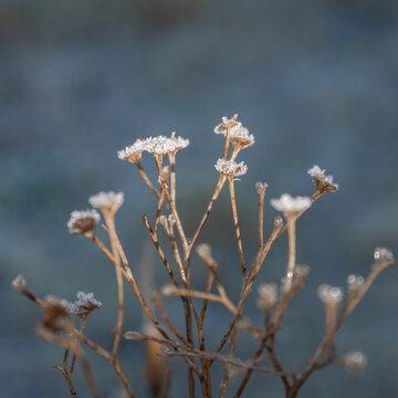 Fleures gel&eacute;es