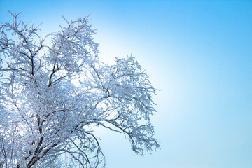 Crown of a tree with branches under a large layer of snow against a bright blue sky, cold winter...