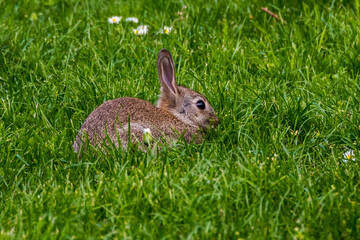 Small cute rabbit sitting in green grass