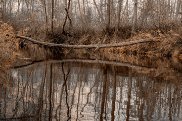 tree in the water